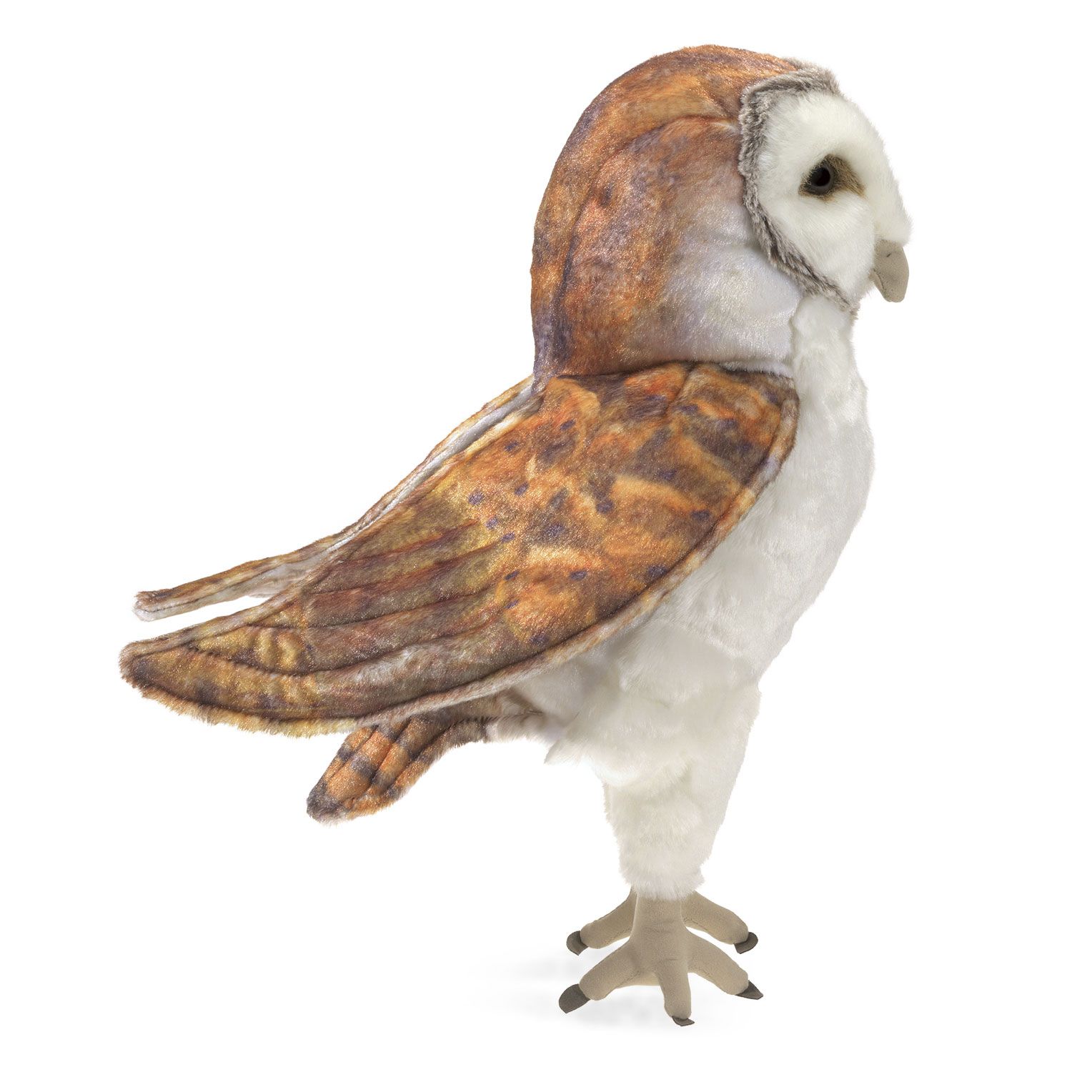 Schleiereule / Barn Owl