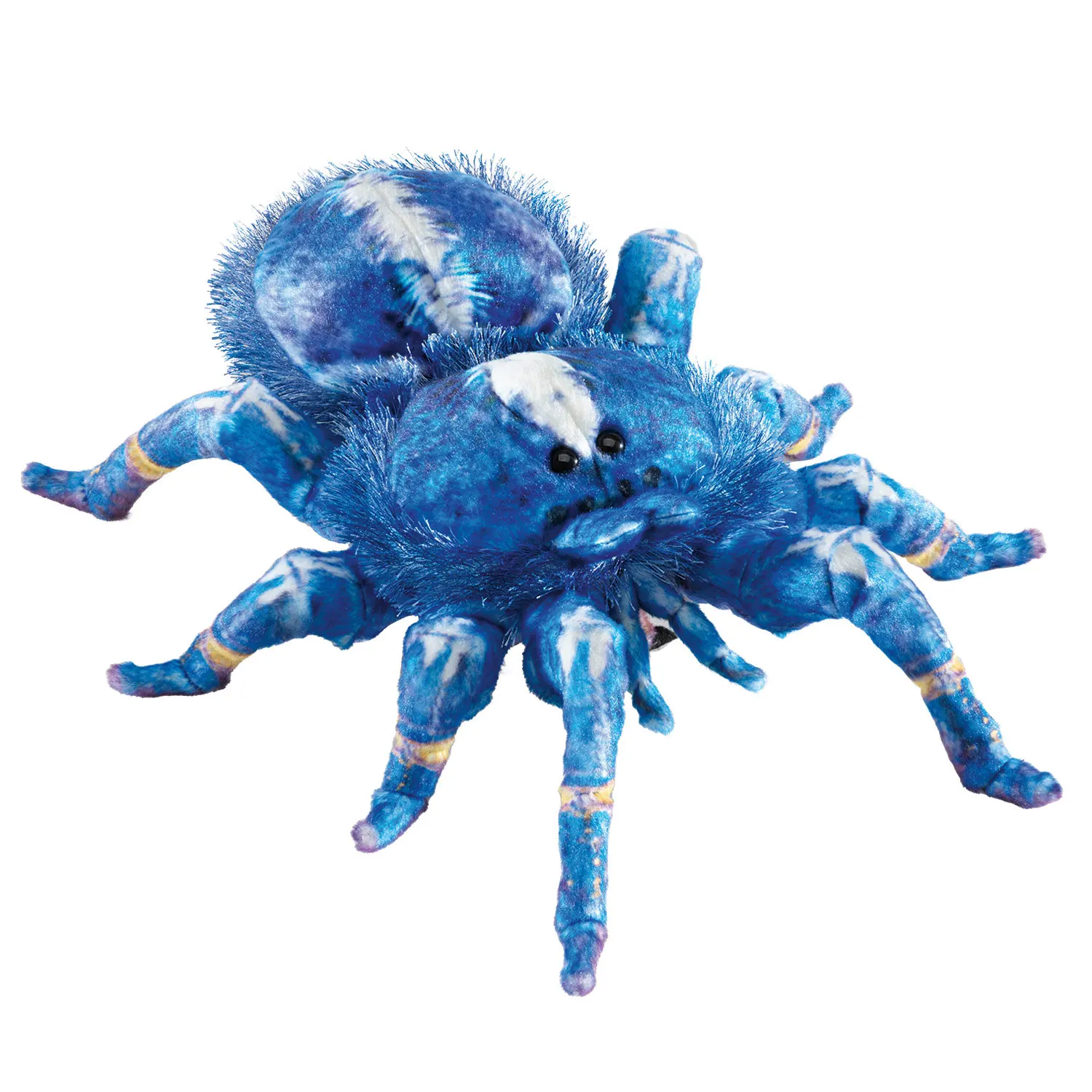 Blue Tarantula / Blaue Vogelspinne