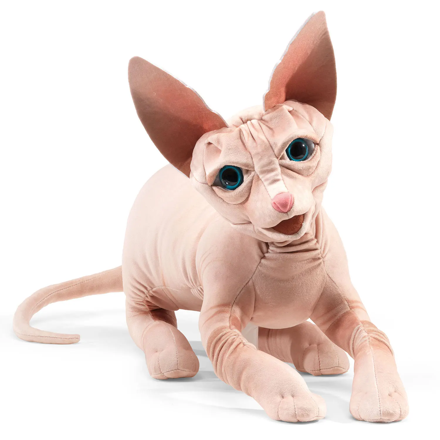 Sphinx Cat / Sphinx Katze